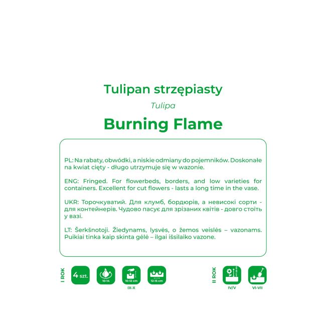 Tulipan Burning Flame biało-żółty 4szt. - Cebule i Kłącza - W. Legutko