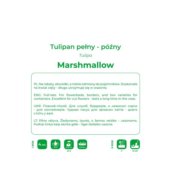 Tulipan Marshmallow różowy 4szt. - Cebule i Kłącza - W. Legutko