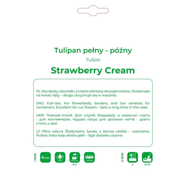 Tulipan Strawberry Cream różowy 4szt. - Cebule i Kłącza - W. Legutko