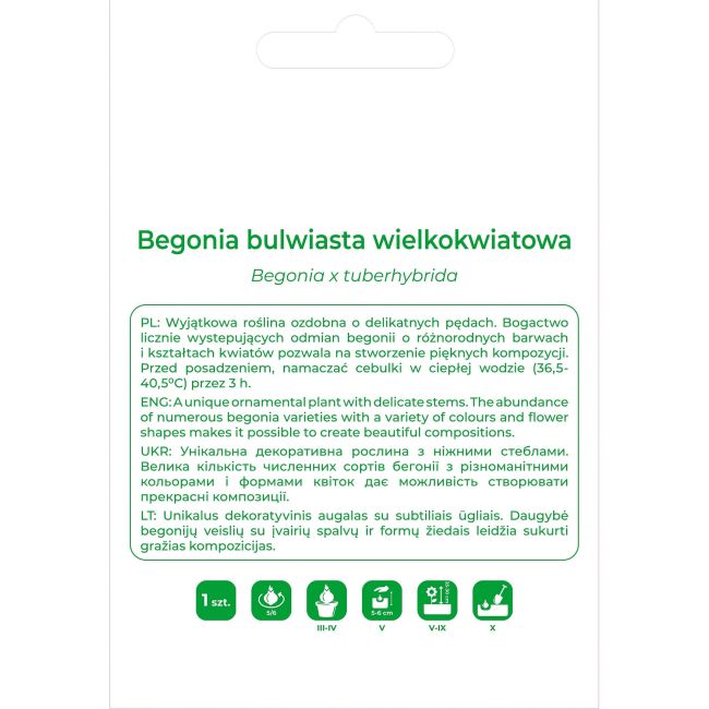 Begonia bulwiasta wielkokw. czerwona 1szt. - Cebule i Kłącza - W. Legutko