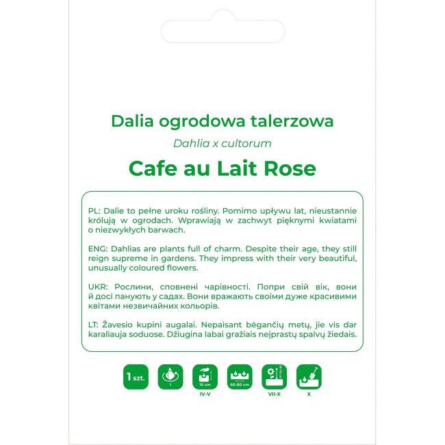 Dalia Cafe au Lait Rose różowa 1szt. - Cebule i Kłącza - W. Legutko