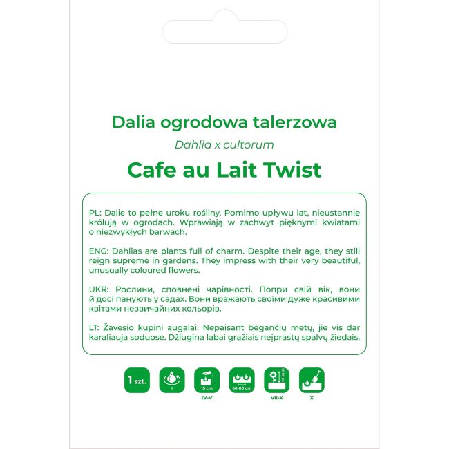 Dalia Cafe au Lait Twist różowo-kremowa 1szt. - Cebule i Kłącza - W. Legutko