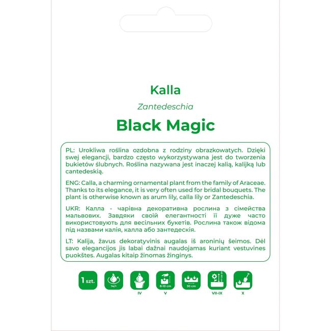 Kalla Black Magic żółta 1szt. - Cebule i Kłącza - W. Legutko