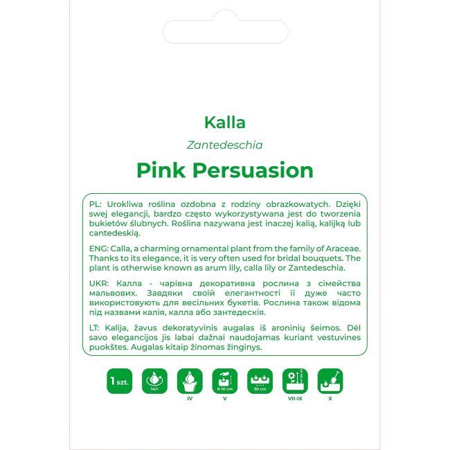 Kalla Pink Persuasion różowa 1szt. - Cebule i Kłącza - W. Legutko