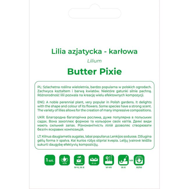 Lilia Butter Pixie żółta 1szt. - Cebule i Kłącza - W. Legutko