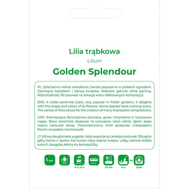 Lilia Golden Splendour żółta 1szt. - Cebule i Kłącza - W. Legutko