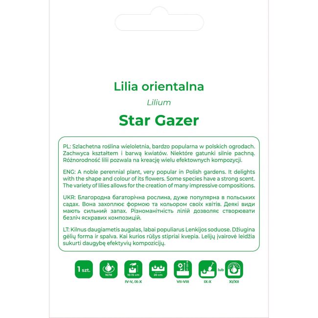 Lilia Star Gazer czerwono-różowa 1szt. - Cebule i Kłącza - W. Legutko