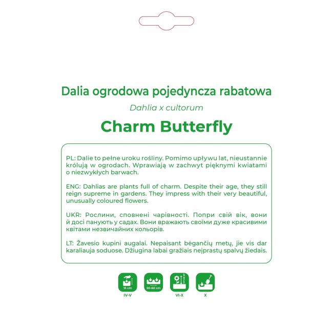 Dalia Charm Butterfly wiśniowo-beżowa 1 szt. - Cebule i Kłącza - W. Legutko