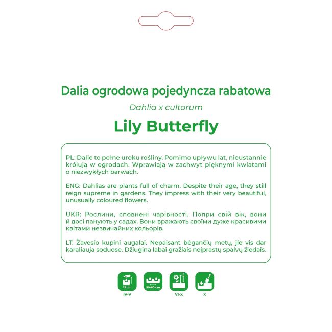 Dalia Lily Butterfly różowa 1szt. - Cebule i Kłącza - W. Legutko