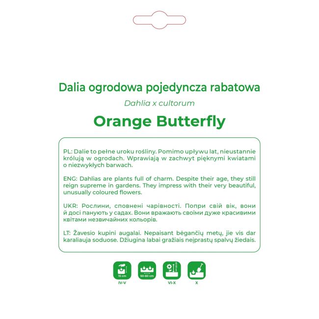 Dalia Orange Butterfly pomarńczowa 1 szt. - Cebule i Kłącza - W. Legutko