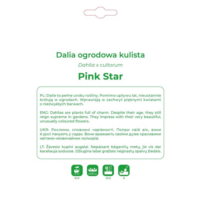 Dalia Pink Star różowo-żółta 1 szt. - Cebule i Kłącza - W. Legutko