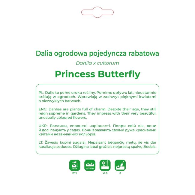 Dalia Princess Butterfly wiśniowo-biała 1 szt. - Cebule i Kłącza - W. Legutko