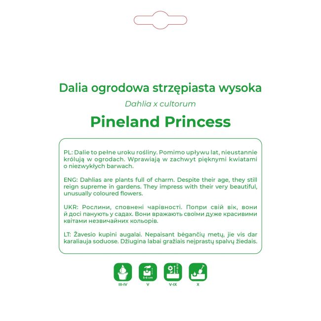 Dalia Pinelands Princess kremowo-różowa 1 szt. - Cebule i Kłącza - W. Legutko