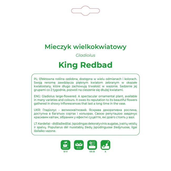 Mieczyk King Redbad czerwony 5szt. - Cebule i Kłącza - W. Legutko