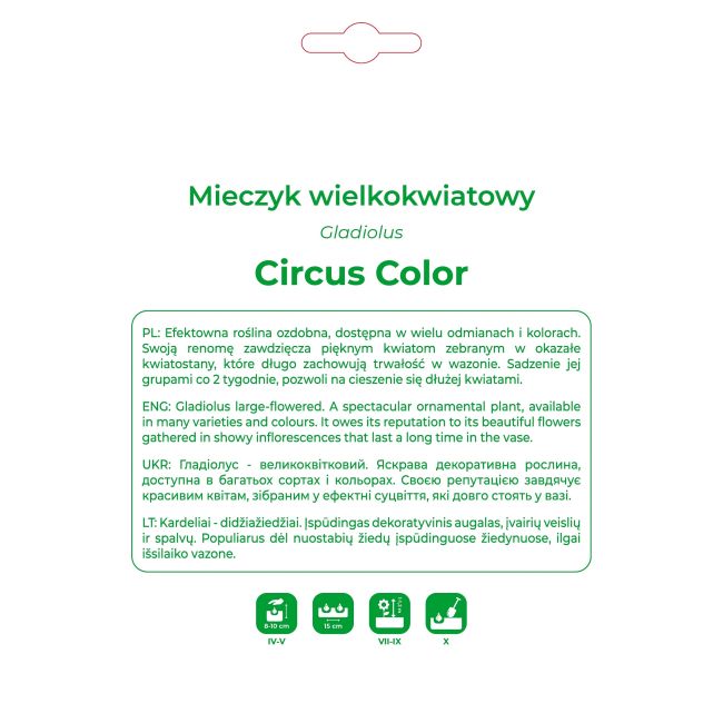 Mieczyk Circus Color fioletowo-żółty 5 szt. - Cebule i Kłącza - W. Legutko