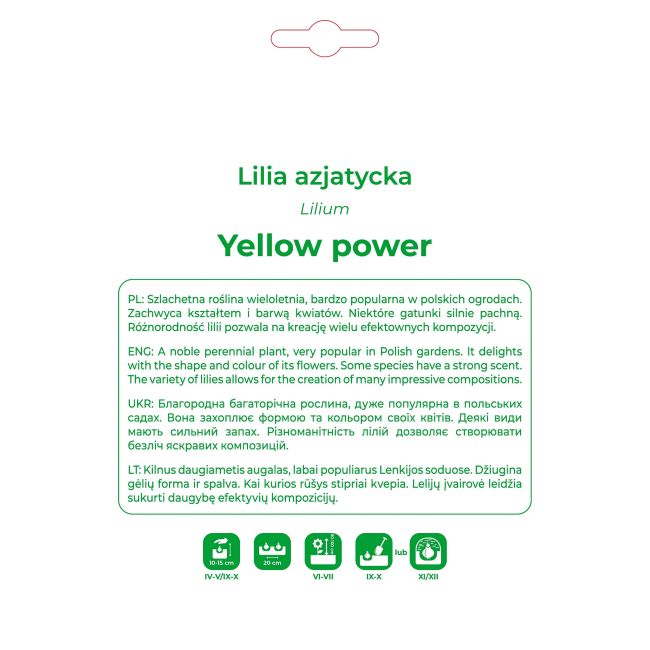 Lilia Yellow Power żółta 1 szt. - Cebule i Kłącza - W. Legutko