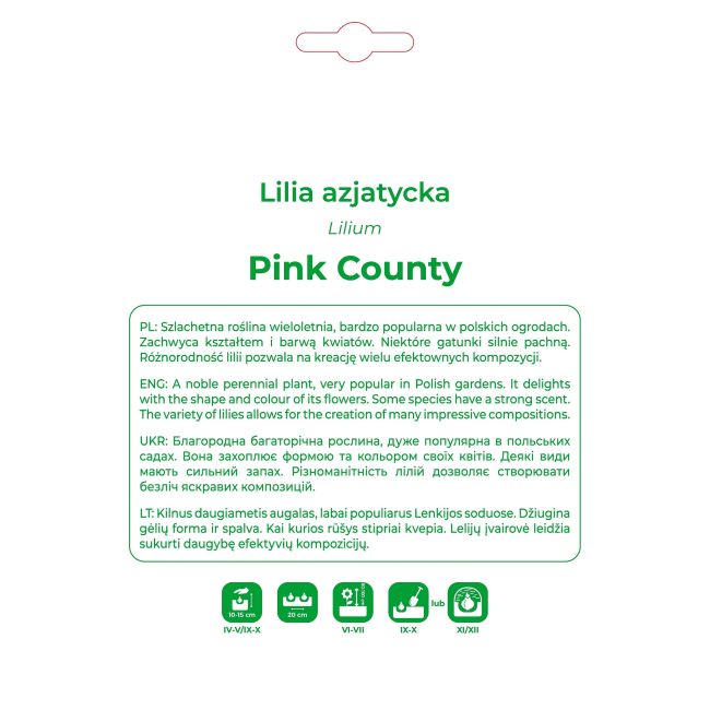 Lilia Pink County różowa 1 szt. - Cebule i Kłącza - W. Legutko