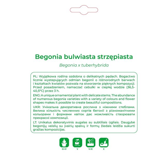 Begonia bulwiasta strzępiasta pomarańczowa 2szt. - Cebule i Kłącza - W. Legutko