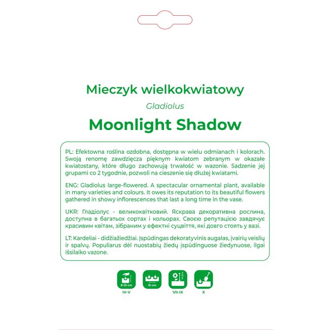 Mieczyk Moonlight Shadow fioletowo-żółty 5 szt. - Cebule i Kłącza - W. Legutko