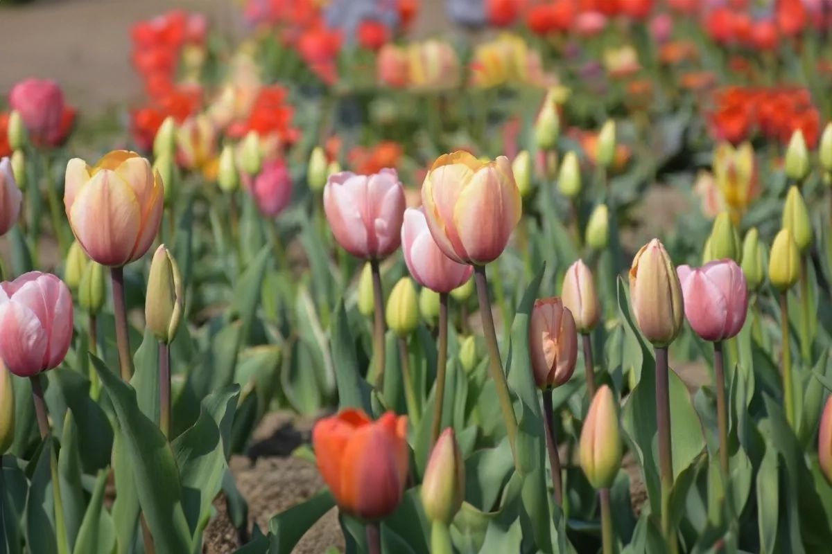 Sadzenie roślin cebulowych: tulipany, hiacynty, szafirki