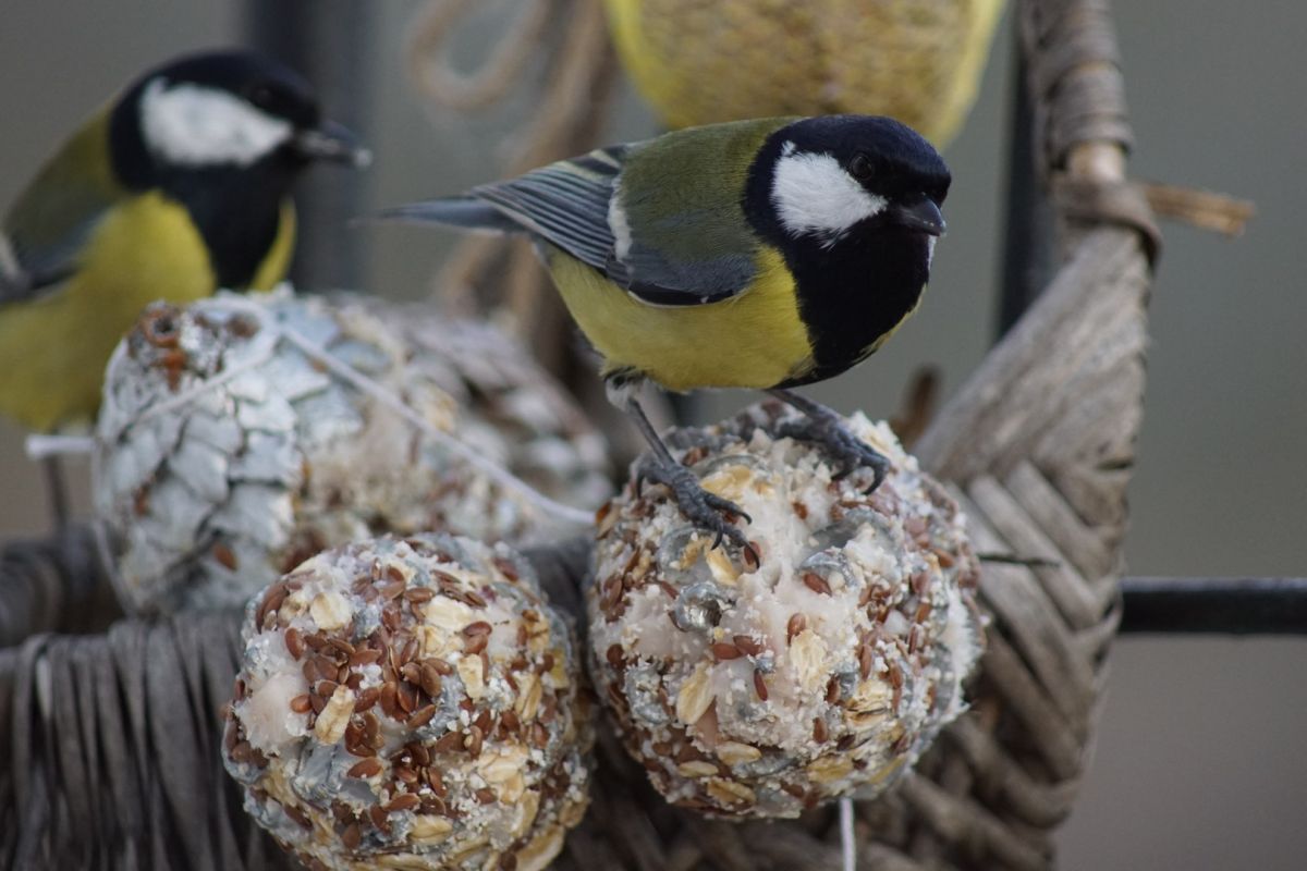 Dokarmianie ptaków – jak robić to mądrze?